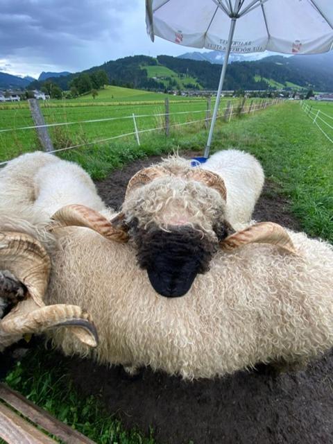 Aignerhof Daire Flachau Dış mekan fotoğraf