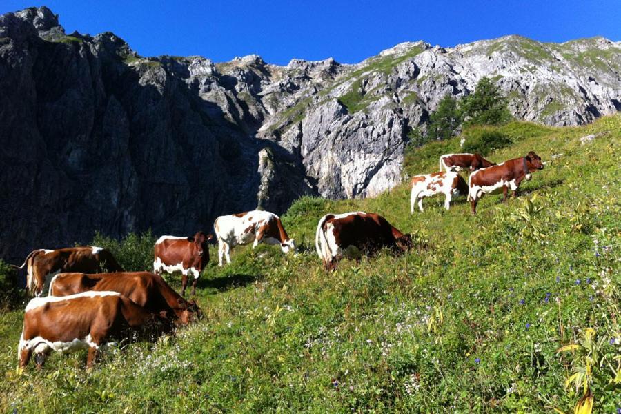 Aignerhof Daire Flachau Dış mekan fotoğraf